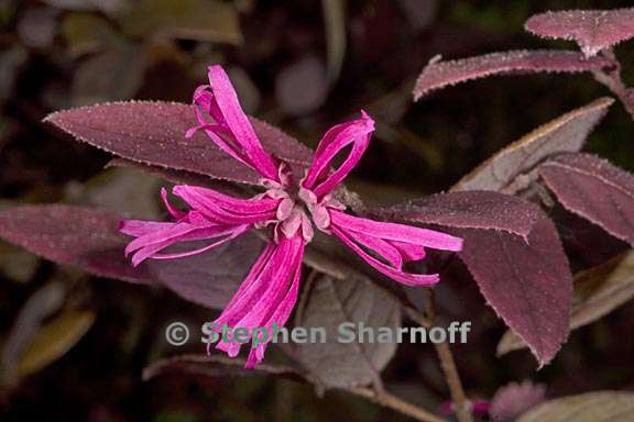 loropetalum chinense var rubrum 2 graphic